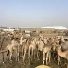 قعدان مفاريد للبيع أتواصل