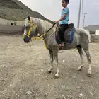 حصان بوني هادي جدا