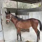 للبيع مهر شعبي