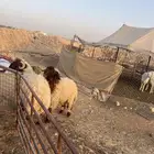 2 نعيم جبر ناهي العمر 10 شهور