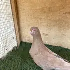 ذكر كوري اصفر