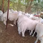 طلبان حري