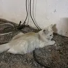 بسه ضايعه