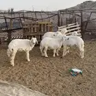 الطليان طيب
