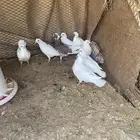 زغاليل فرنسي