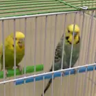 عصافير البادجي ذكر انثى