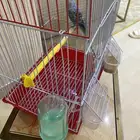 العصفور لو التواصل واتساب كل شي تفهم لحد يرسل إلا هو صامل