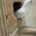 زوج روز البينو