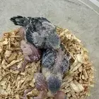 فروخ غر بادجي