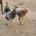 ديوك للبيع