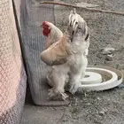 دجاج براهما