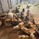 صوص بط وبح العمر 10 أيام
