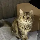 قطط