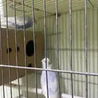 جوز بادجي بكستاني منتج ماشاءالله