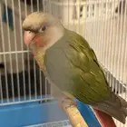 كنيور اناناس