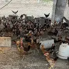دجاج بلدي عمر شهرين