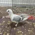 لا يجي الا اصامل