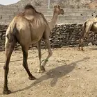 2ابل جنب لها من 8اشهر