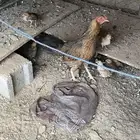 دجاجة عليها 4 فروخ
