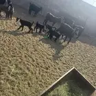 للبيع معزه مواليد. عدد 10 معها 19 واحد ثنيه واحد رباع والب