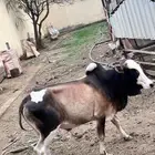 بقر