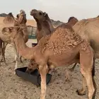 قعود للبيع