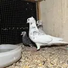 حمام قلابي قنادي فاخر