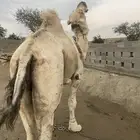 فحول شقح مشروطه ومنتجه عدد 2