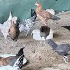 للبيع بط ودجاج بلدي