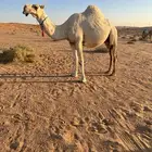 لقحه وضحا للبيع