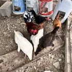 دجاج بلدي تربيه