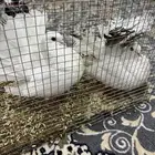 للبيع حمام الزينه اللون أبيض ممتاز وشكله جميل