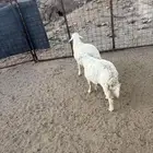 رخال للبيع تم البيع