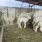 10 ضان صنف تحتها 11