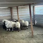 يهم نعيم فاخر