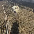 شاه حرية حرشا القيصومة