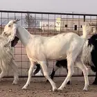 مراح جذعات مشاريك بفحلها للبيع