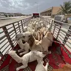 تريلة 17م لنقل الهجن والابل