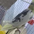 بغبغاء كراون عمره سنه صحتها ممتازه السوم350 والعوب مع القف