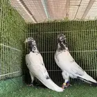 تيدي جنسراء اساس توب