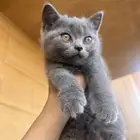 قطة كوتن صغيرة سكوتس ستريت
