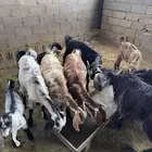معزا عليها جفار