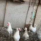 للبيع دجاج كويتي