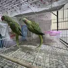للبيع زوج دره نيبالي