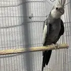 ذكر كروان للبيع او البدل (تم البيع)