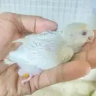 فروخ روز