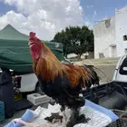 ديك براهما لا يسوم الا الصامل
