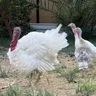 دجاج رومي