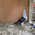 للبيع حمام زاجل