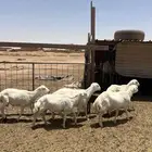 خرفان رفيد حد750